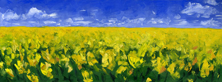 yellow wildflowers