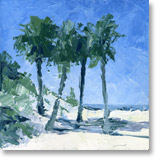 palms at clearwater