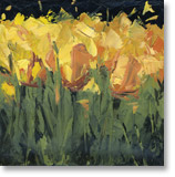 orange tulips