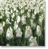 white tulips