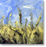 wheat