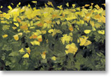yellow carnations