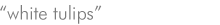 white tulips