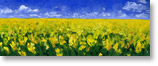 yellow wildflowers