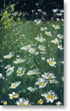 wildflowers