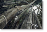 bamboo near sydney harbour